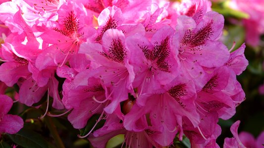 Nature rhododendrons garden photo