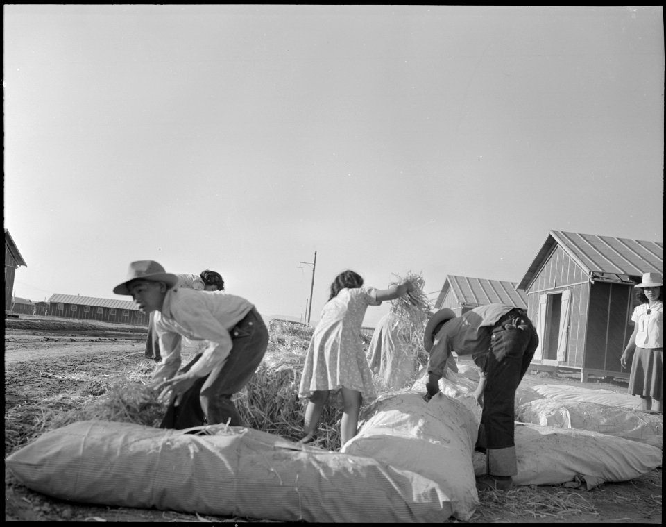 Poston, Arizona. Filling straw ticks for mattresses at this War Relocation Authority center for eva . . . - NARA - 536110