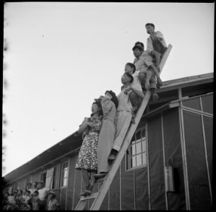 Poston, Arizona. Evacuees of Japanese ancestry on odd perch watching an outdoor musical show at thi . . . - NARA - 538563