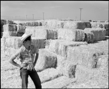 Poston, Arizona. Larry Orida standing by the bales of straw used in mattresses for evacuees of Japa . . . - NARA - 536147 photo