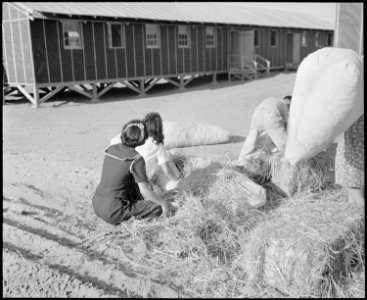 Poston, Arizona. Filling straw ticks for mattresses upon arrival at this War Relocation Authority c . . . - NARA - 536306 photo