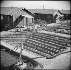 Poston, Arizona. Landscaping done by evacuee residents of Camp Number 1. - NARA - 536605