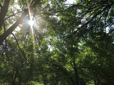 Sunlight forest nature photo