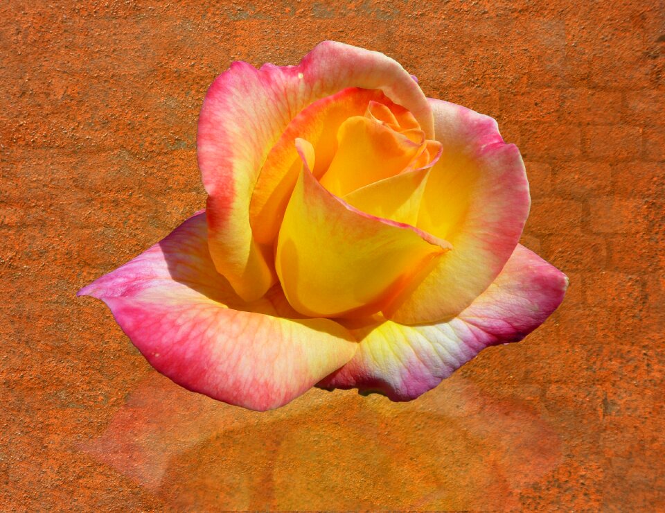 Floral flowers plant