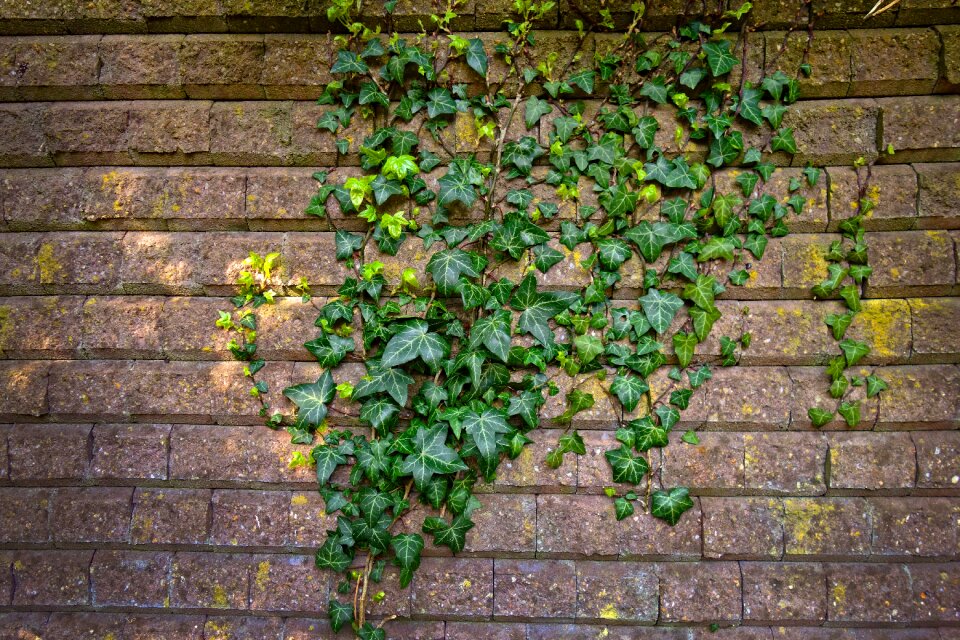 Climber creeper vine - Free Stock Photos | Creazilla