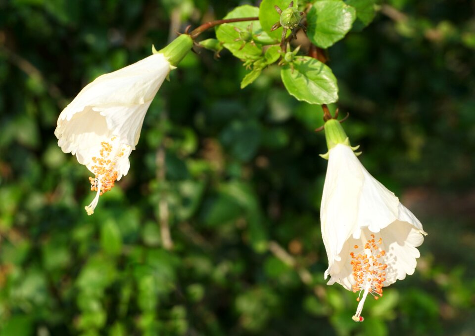 Flower leaf nature