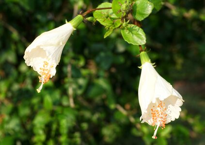 Flower leaf nature