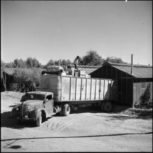 Poston, Arizona. One of the many block mess halls used as a storehouse for evacuee property when it . . . - NARA - 539859