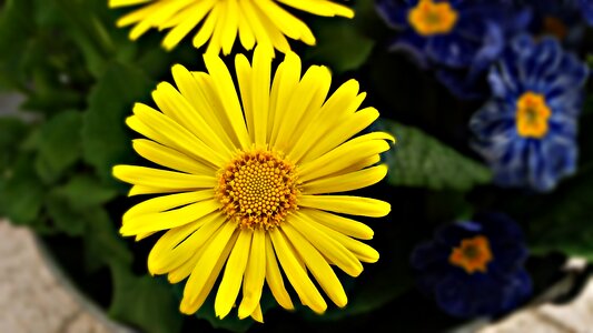 Spring bloom yellow flower photo