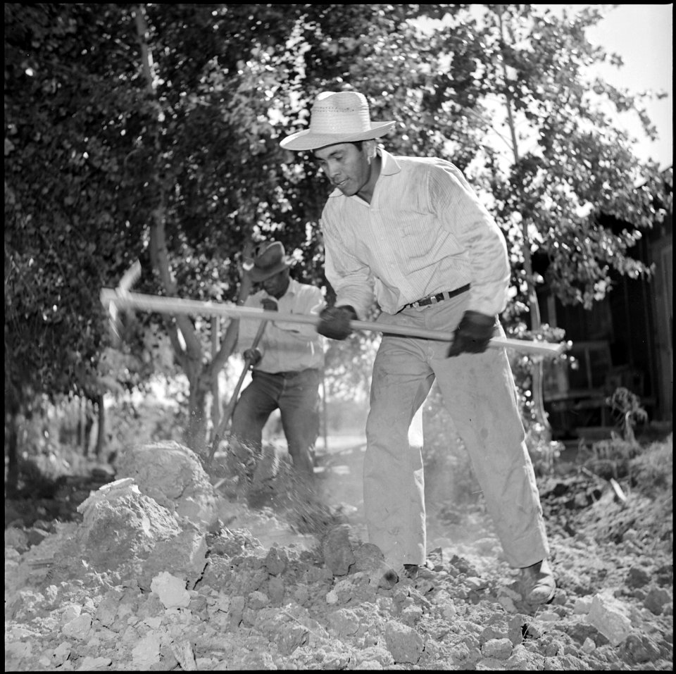 Poston, Arizona. Two new residents of Poston, Phillip Zeyouma, Sr. and Jr., are breaking the ground . . . - NARA - 539889