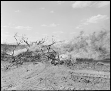 Poston, Arizona. Site ^ 3. Burning brush to clear more land for the enlarging of this relocation c . . . - NARA - 536121