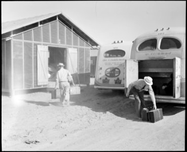 Poston, Arizona. Site Number 1 Construction employees sided evacuees unload their baggage as they . . . - NARA - 536078