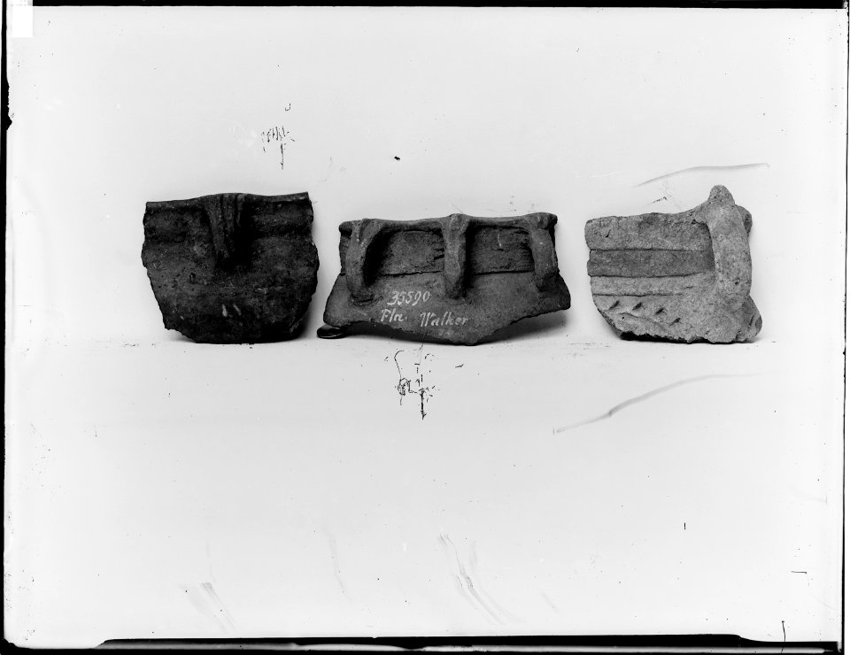 Pottery fragments from Florida - NARA - 523696