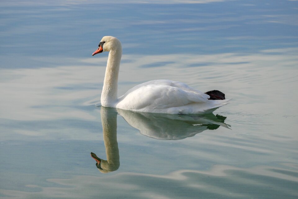 Swan lake no person