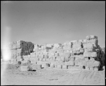 Poston, Arizona. Straw for mattress filling - NARA - 536148 photo