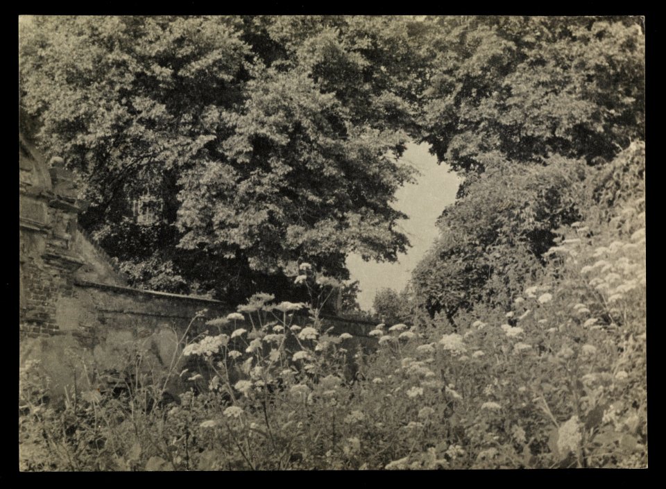 Powiat Sztumski, Dzierzgon, zielska przy kosciele Reformatow 1949 (66045774)