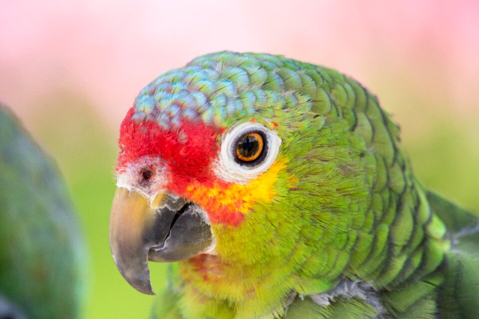 Animal portrait bill animal world