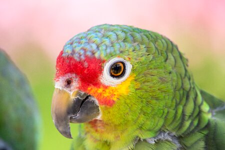 Animal portrait bill animal world