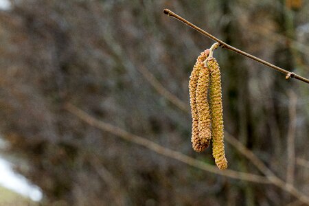 Leaf branch hazel