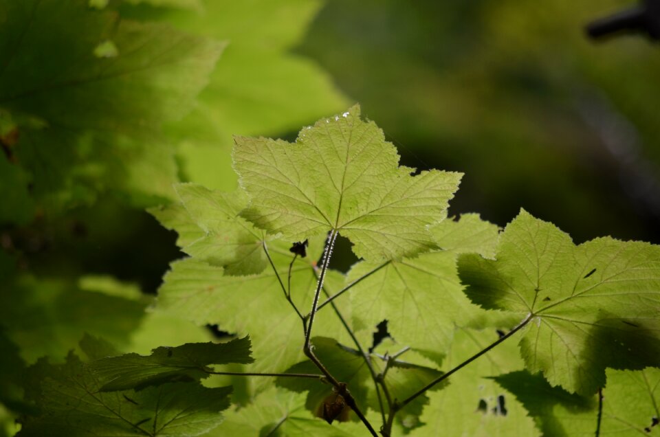 Leaf plant foliage