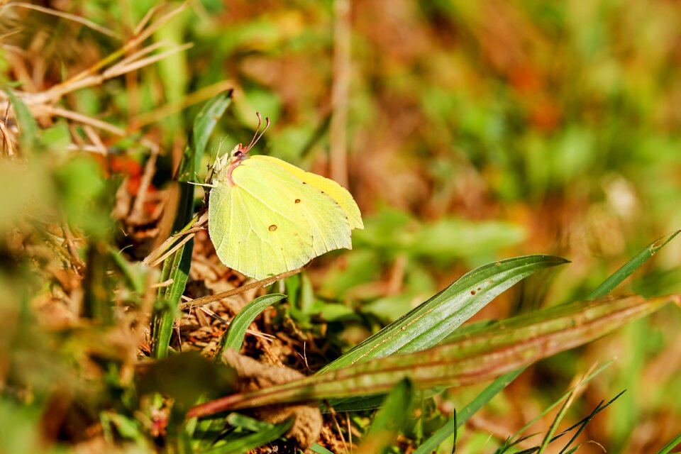 Butterfly butterflies insect
