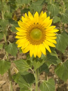 Plant nature yellow flower