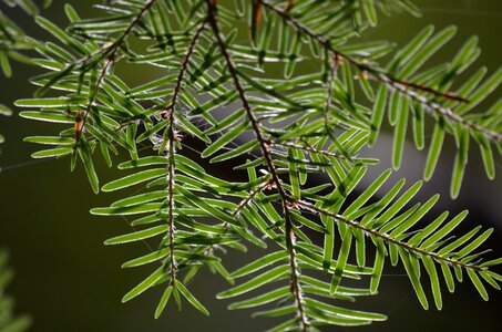 Tree foliage growth