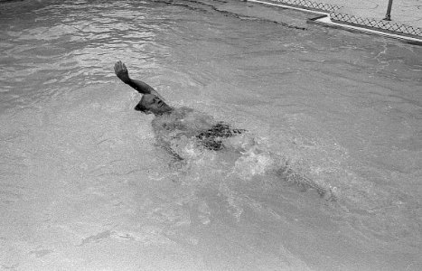 President Ford swimming - NARA - 7141117 (cropped1) photo
