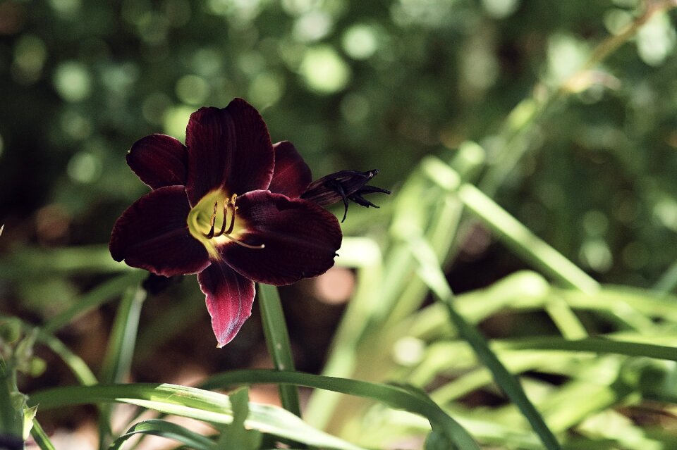 Bloom nature blossom