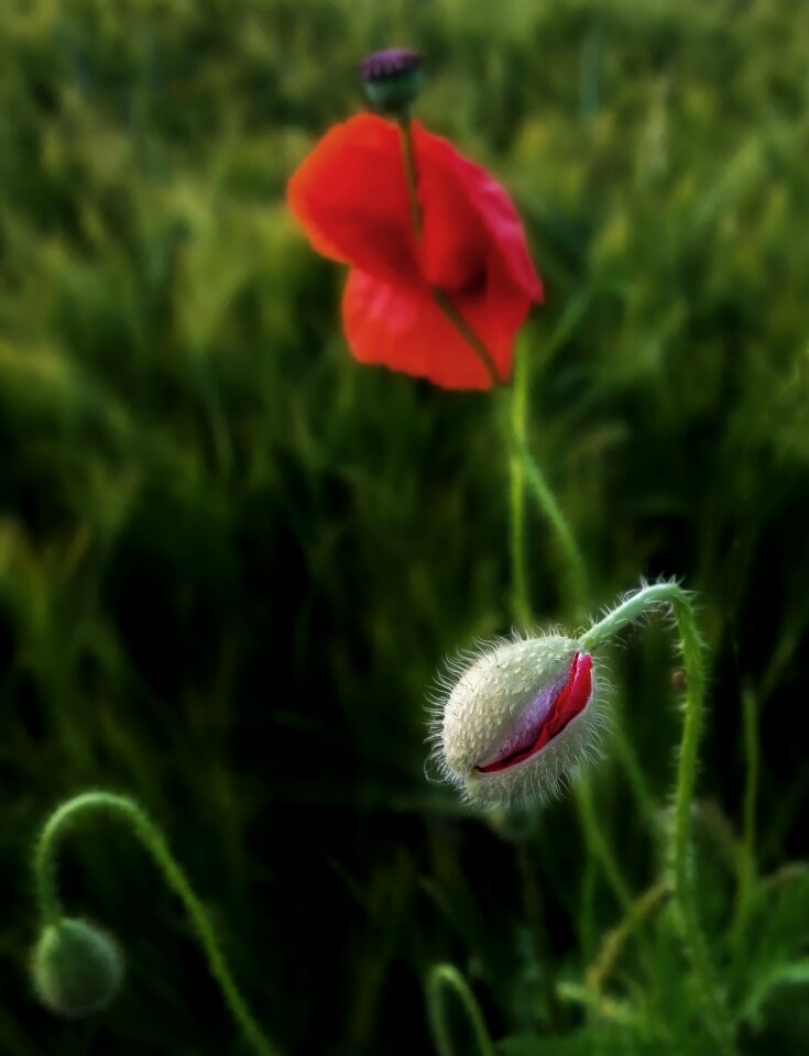 Nature grass close up