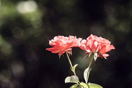 Floral flower love