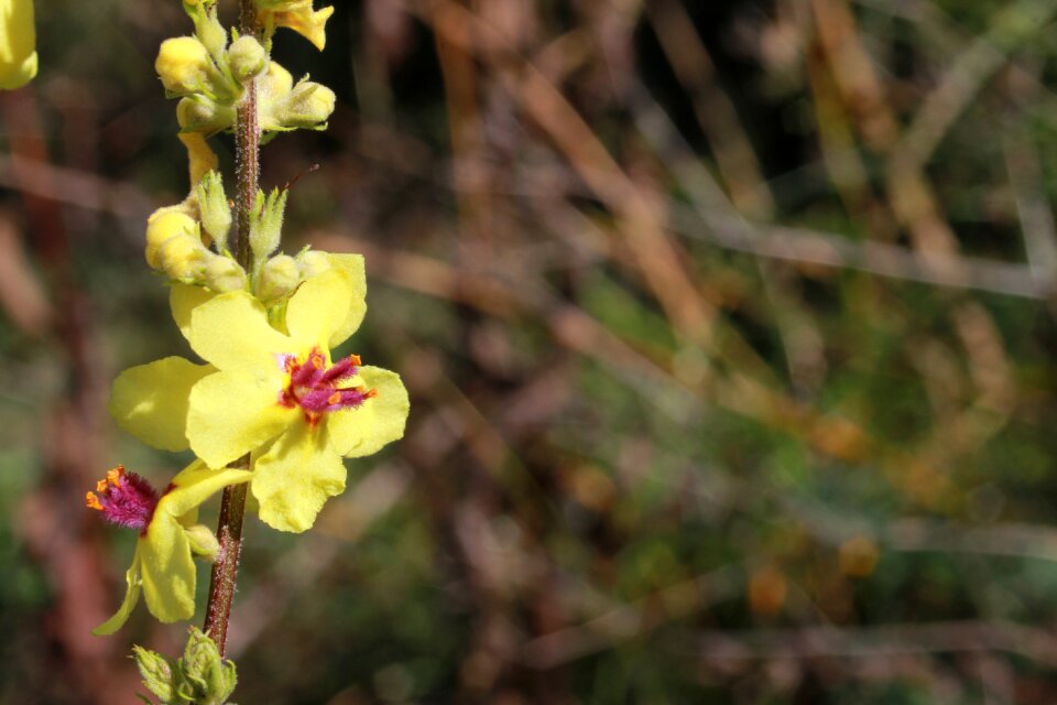 Plant flowers leaf photo