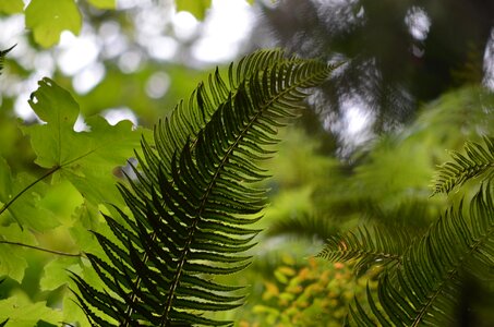 Plant green leaf