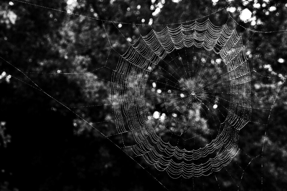 Black white trees
