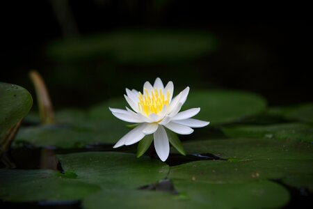 Leaf summer water lilies photo