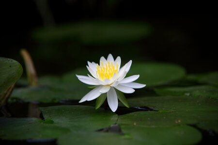 Leaf summer water lilies