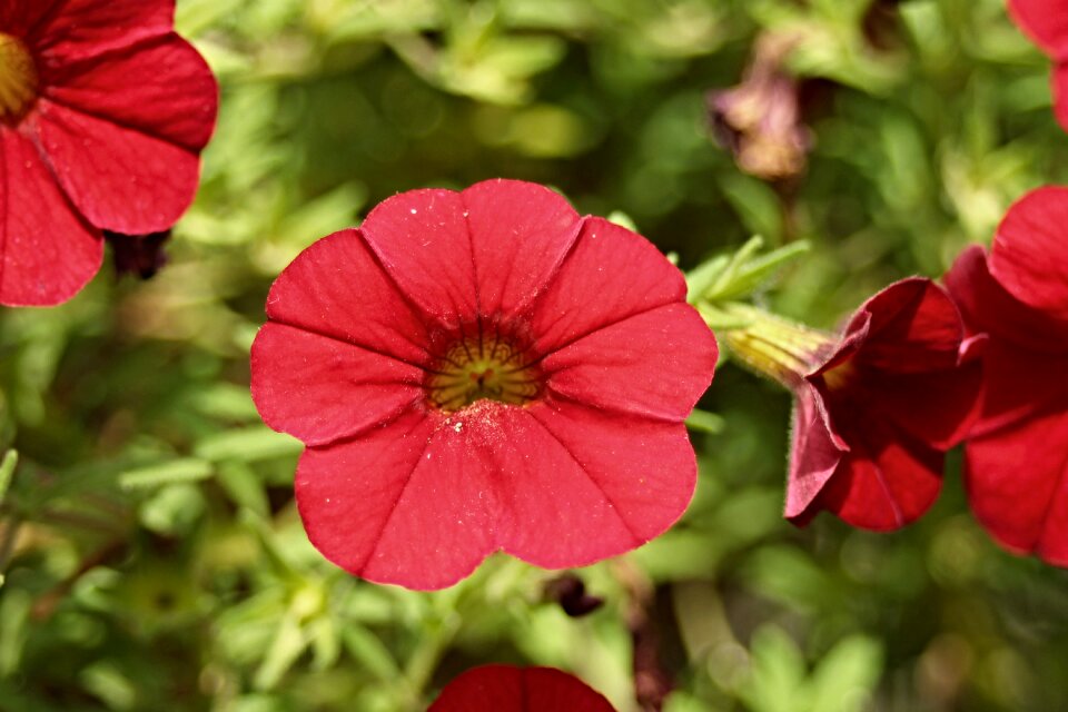 Red purple nachtschattengewächs