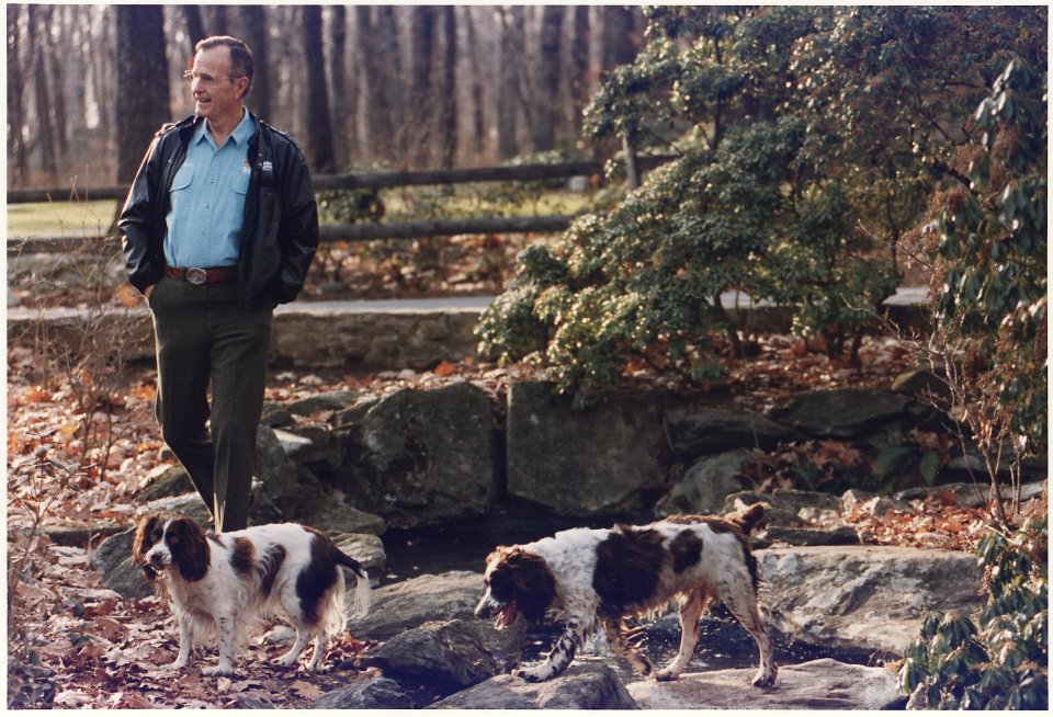President Bush walks with his dogs, Millie and Ranger, at Camp David - NARA - 186442
