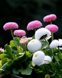 Plant flower garden photo
