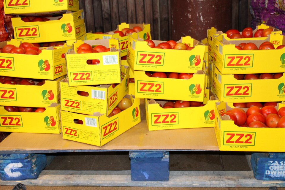 Wholesale boxed tomatoes storage