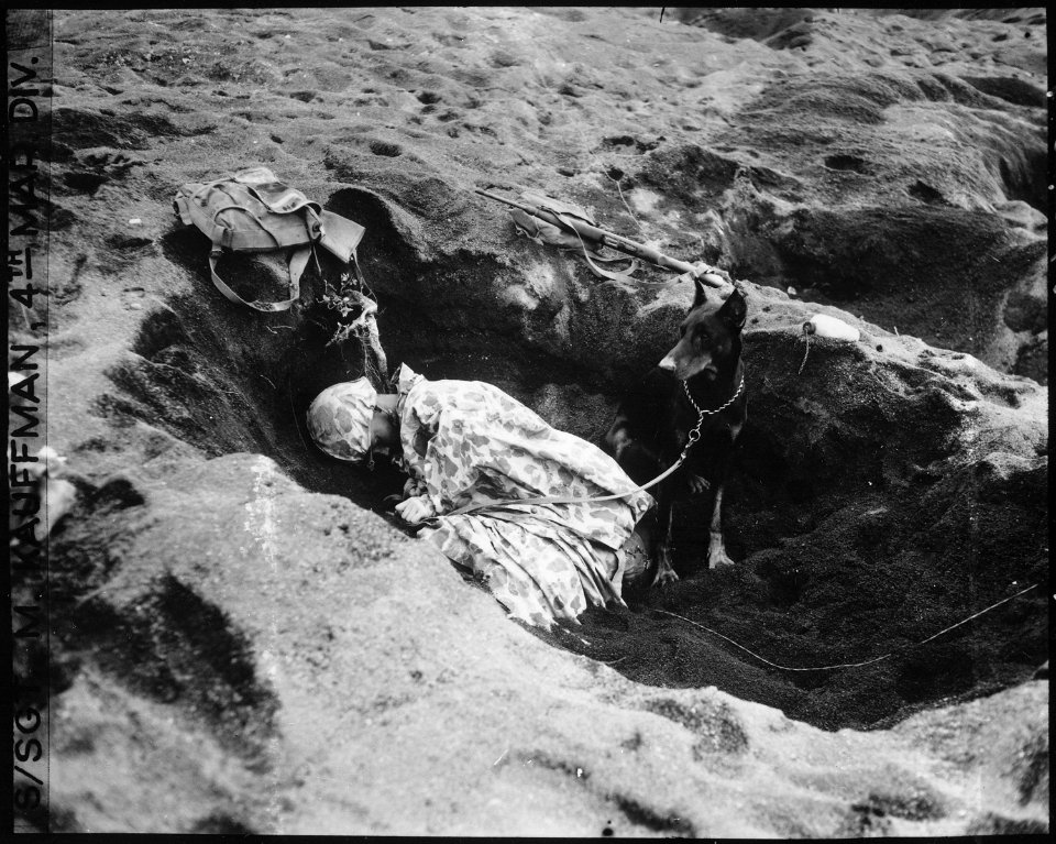 Private First Class Rez P. Hester, 7th War Dog Platoon, 25th Regiment, takes a nap while Butch, his war dog, stands... - NARA - 532542