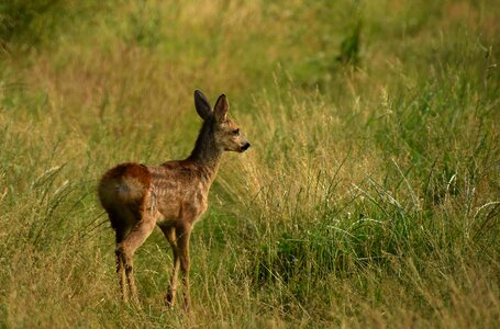 Animal world hirsch animal