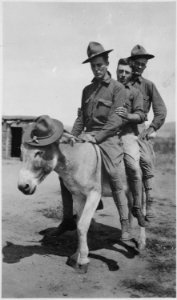 Privates Daly, Ball, and Baldwin, Company A, 16th Infantry, testing out the burro. This burro came to camp one day and e - NARA - 533146
