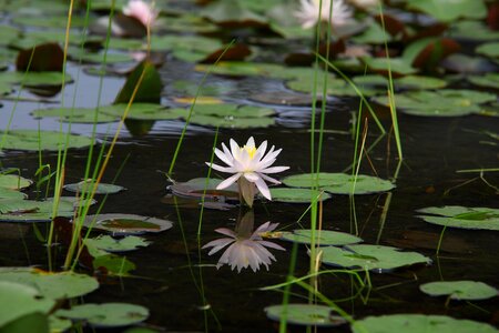Nature water lilies lotus