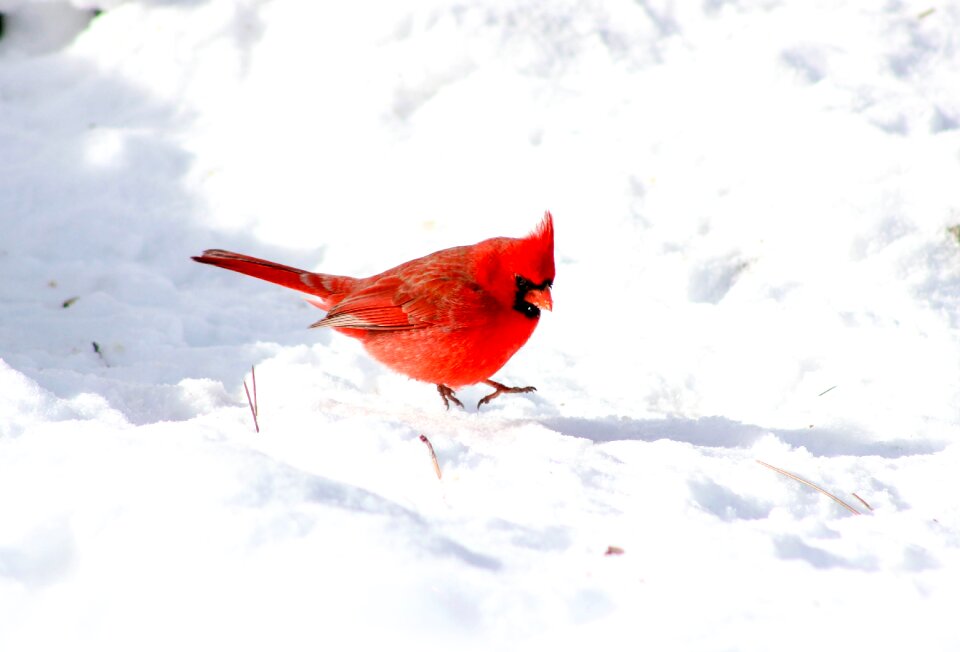 Cardinal nature bird photo