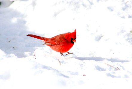 Cardinal nature bird photo
