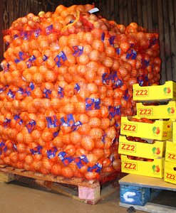 Wholesale oranges storage