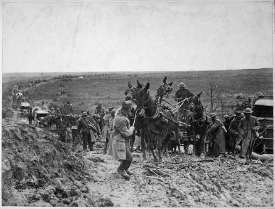 Private Shook trying to move mules hauling an American ammunition wagon stuck in the road, holding up the advance of... - NARA - 530743 photo