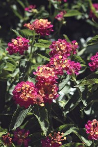 Pink flowers nature spring