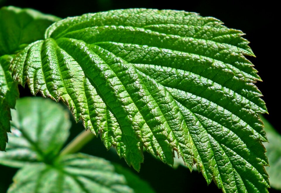 Nature drug closeup